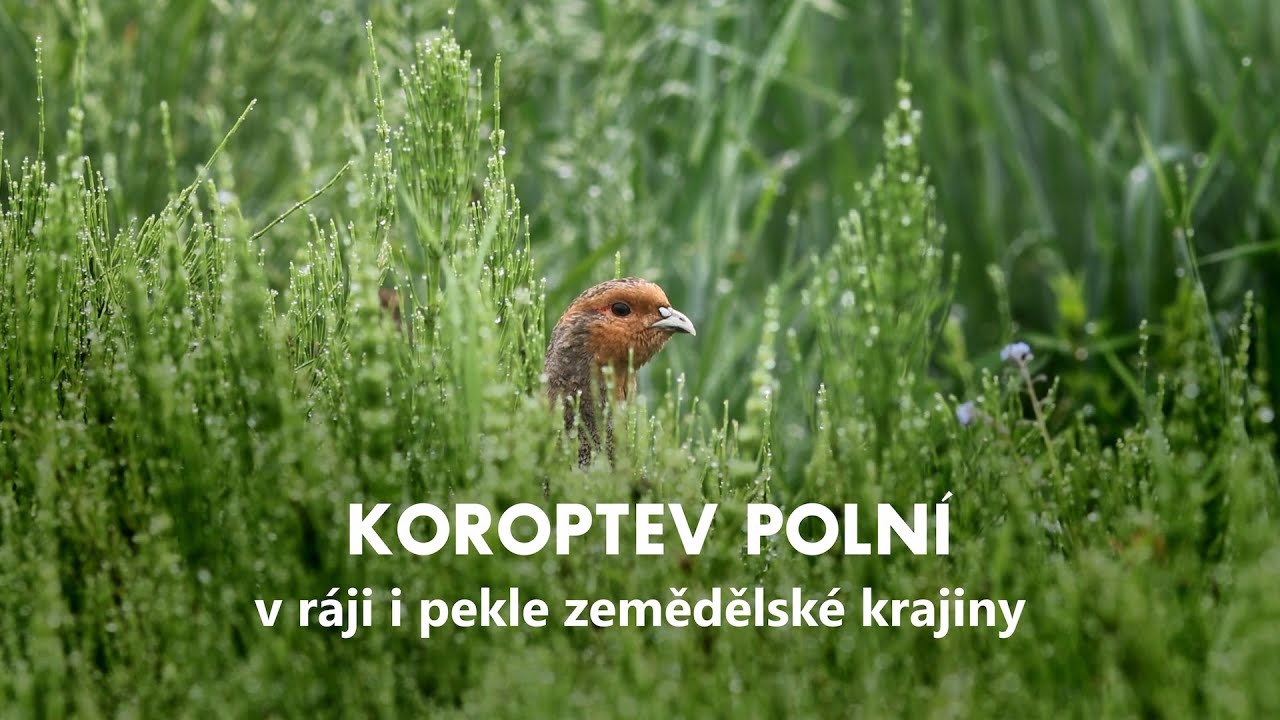 Koroptev polní v ráji i pekle zemědělské krajiny
