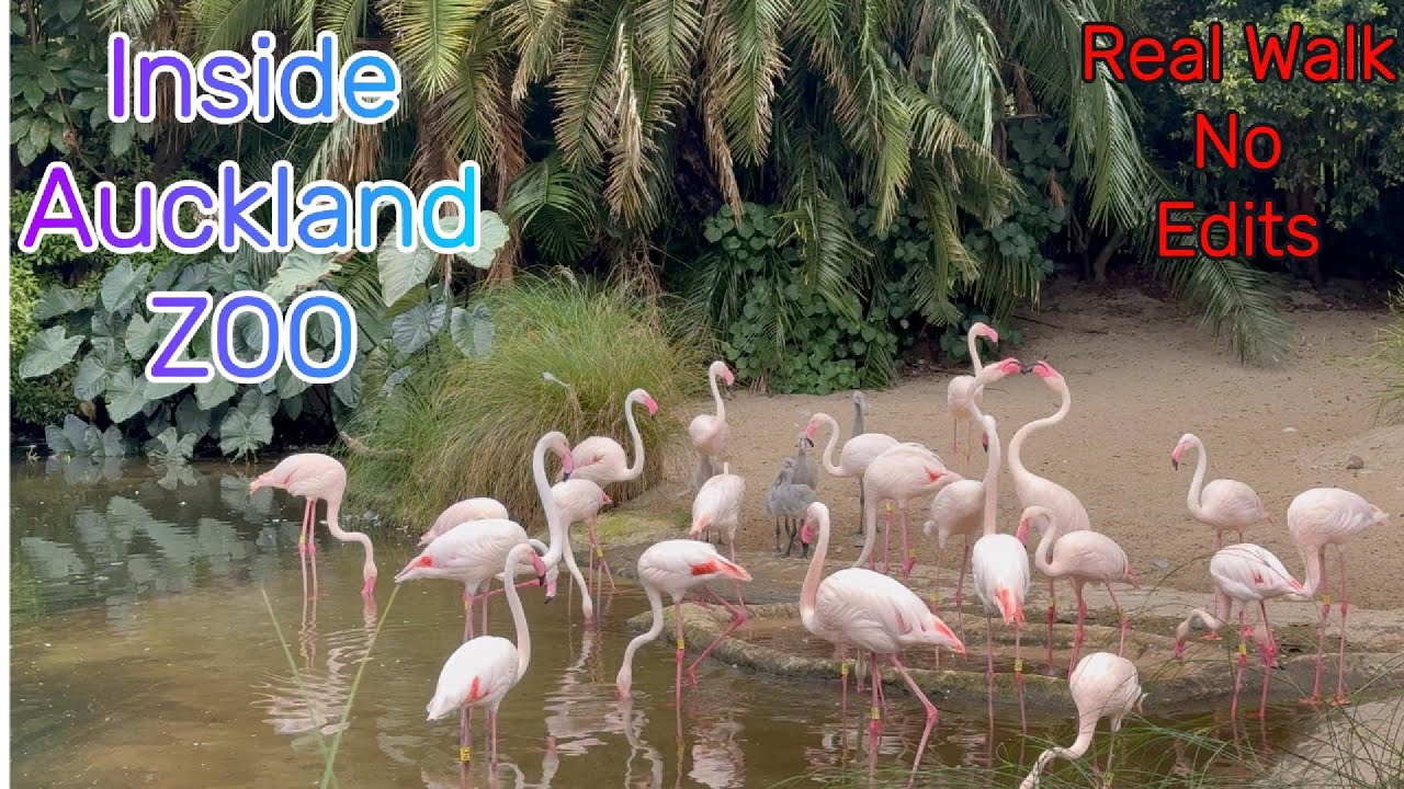 A Real Walk Through Auckland Zoo 🫶 No Edits, Just Real Life💝 Part 5  