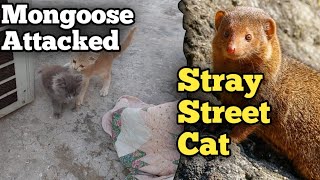 A Mongoose Attacked Street Cat Suddenly When He Was Sitting Alone The Street