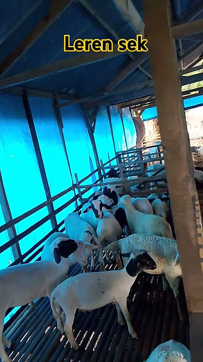 Wayahe Leren #shorts