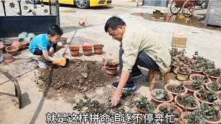 Feng's father and Junjun installed 70 pots of longevity flowers expecting another Fengfeng courtya