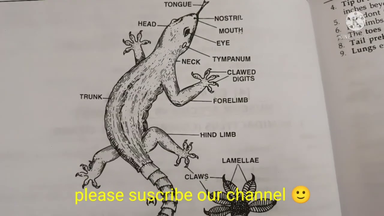 Hemidactylus common House Lizard classification Zoology Practical Bsc Hemidactylus common House Lizard classification Zoology Practical Bsc