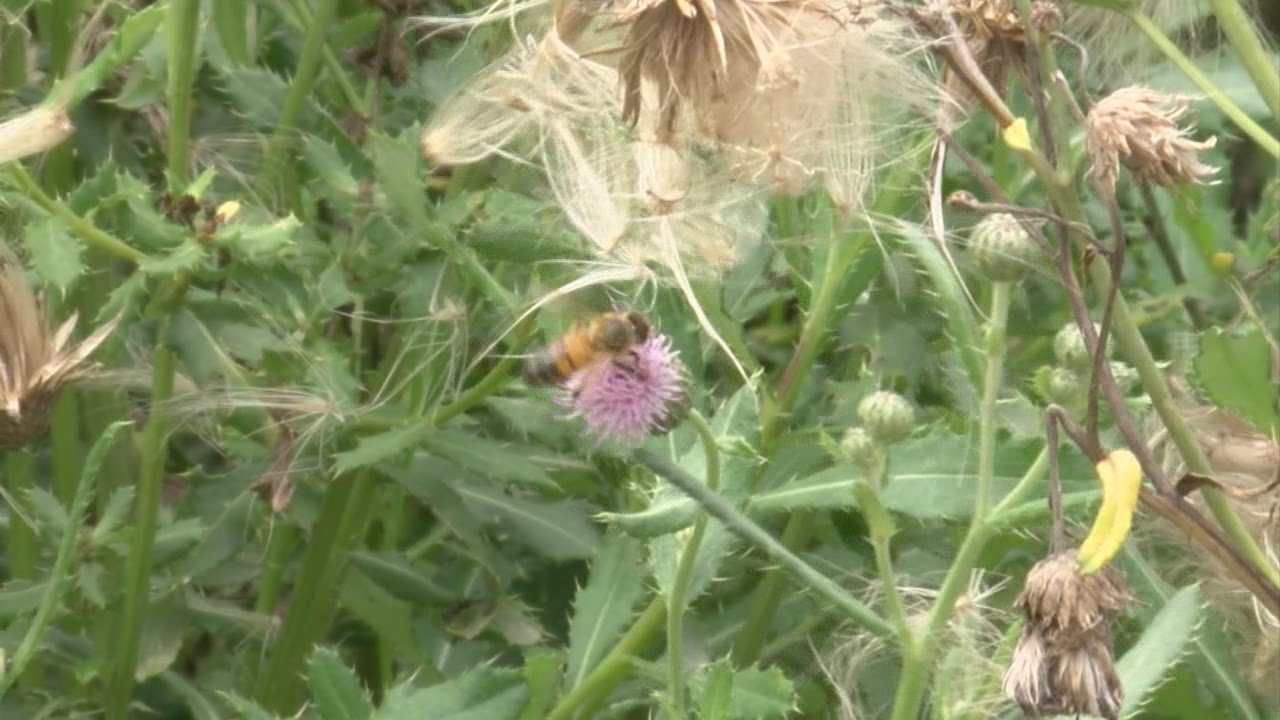 is it a sweat bee or hover fly youtube sweat flies
