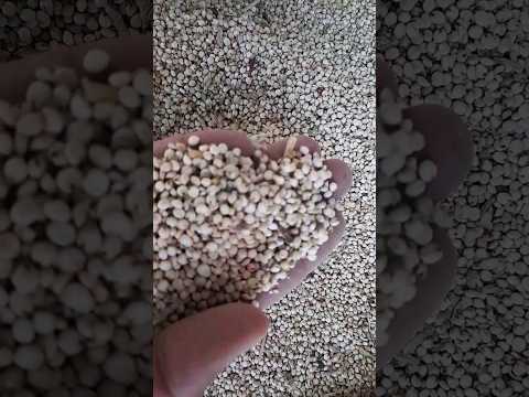 فيديو: زراعة الذرة الرفيعة في المنزل - كيفية زراعة الذرة الرفيعة الخالية من الغلوتين