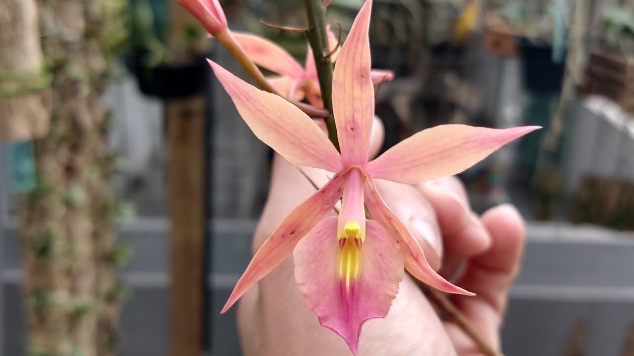 FLORAÇÃO DE ORQUÍDEAS - DICAS DE CULTIVO PARA INICIANTES