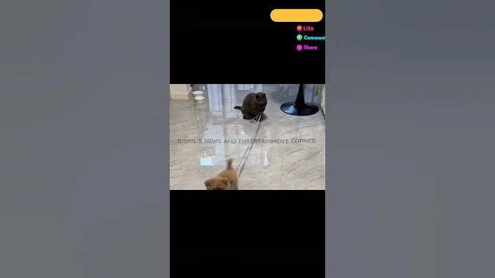 Watch the video about Hilarious Kitty Antics