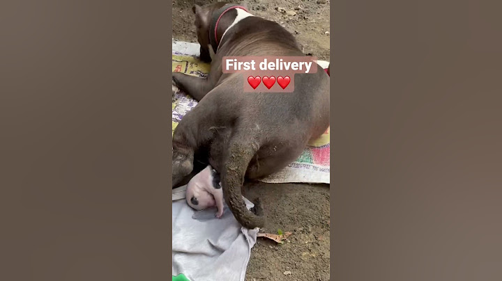 Pitbull baby delivery,pitbull giving birth ❤️