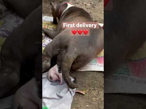 Pitbull Baby Delivery,Pitbull Giving Birth