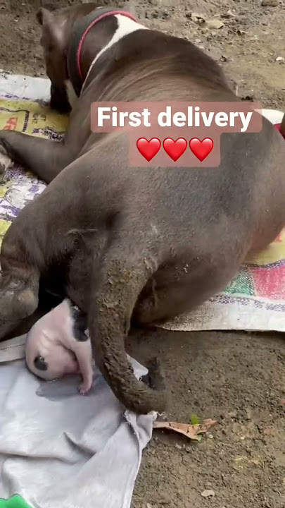 Pitbull baby delivery,pitbull giving birth ❤️