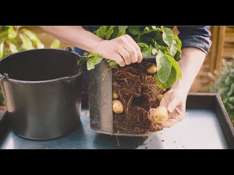 Video: Landemarkedet er Tomtemarkedet i Russland