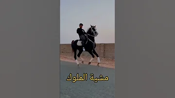 مشية الخيل خيل حصان فرس شيلات Horse Cheval السعودية مصر العراق الاردن الجزائر Shorts 
