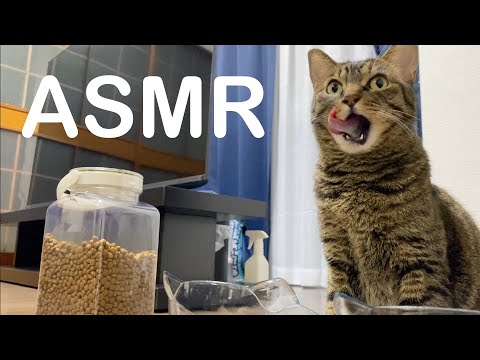 【ASMR】美味しそうな音を立ててごはんを食べる猫