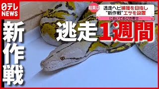 巨大ニシキヘビ“逃走”から１週間…“新捕獲作戦”実施　神奈川・横浜（2021年5月13日放送「news every.」より）