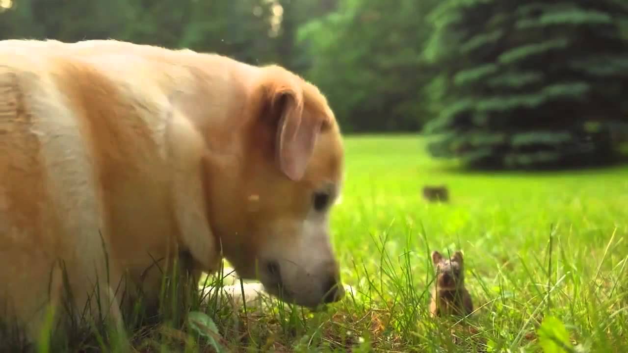 Hase mit hund YouTube