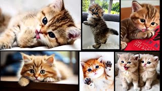 Too Cute Tiny Kittens