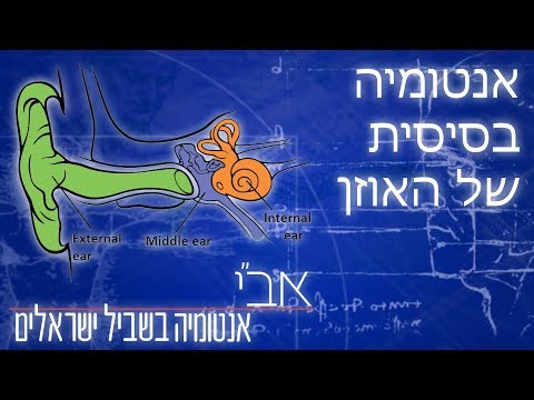 וִידֵאוֹ: איך פועלת הקרום התוף?