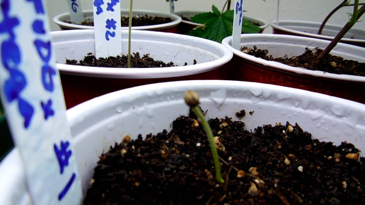 CannaVenture Seeds - Update