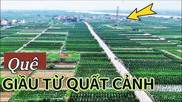 THẮNG LỢI”Mễ sở văn Giang/ Giầu Từ Quất Cảnh - Discover the latest Vietnamse countryside 