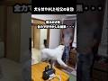 愛犬を甘やかし続けた祖父の末路　#グレートピレニーズ #大型犬 #愛犬 #かわいい犬 #greatpyrenees