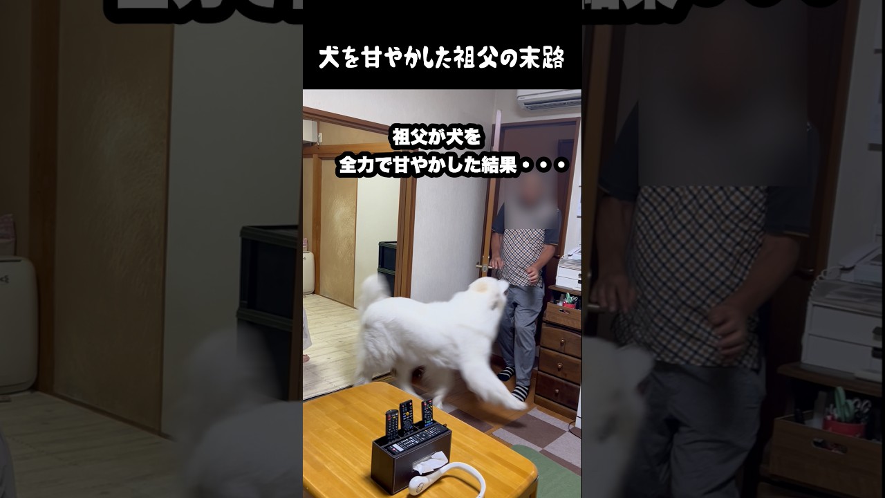 愛犬を甘やかし続けた祖父の末路 #グレートピレニーズ #大型犬 #愛犬 #かわいい犬 #greatpyrenees