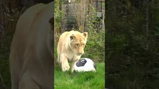 Lions Play With Soccer Ball to Celebrate World Cup ⚽️