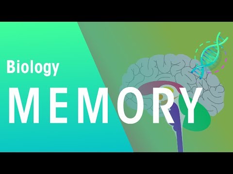 Memory | Physiology | Biology | FuseSchool