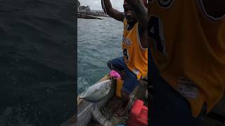 Catching a Bluefin Trevally🎣🇫🇯 #trolling #fishing