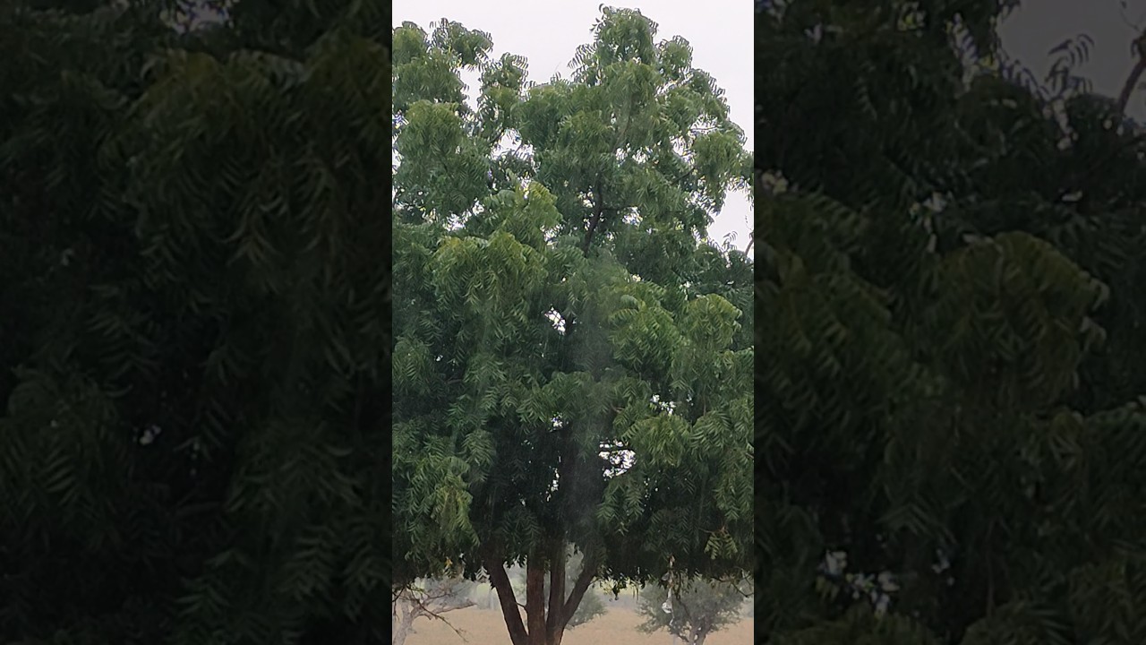 "मावठ" Golden drop  Mawath Rain in Village of Rajasthan in Winter Season  