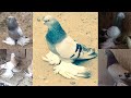 Бойные Голуби🕊 Красота моих Поясных Голубей #бойныеголуби #голуби #pigeon #tbilisi #georgia #animal
