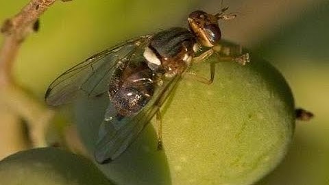 ec2ce. Predecir Cosechas, Ventas, Plagas o Enfermedades