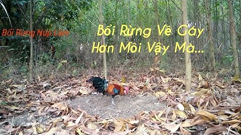 Bẫy Gà Rừng 18/2/2020 Bổi Gáy Hơn Mồi.