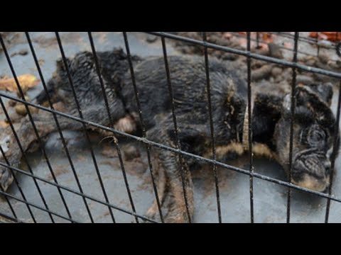 Video: Veroorsaak diere besoedeling?