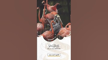 إِنَّ اللَّهَ وَمَلَائِكَتَهُ يُصَلُّونَ عَلَى النَّبِيِّ ۚ #القارئ #احمد_ديبان