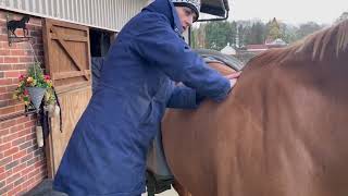 Equine Back Massage 