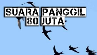 SP Mahal 80 Juta | CALL911.V9