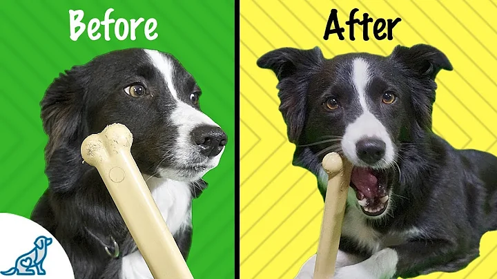 🐶 Träna din hund att älska tuggleksaker - experttips för hundträning