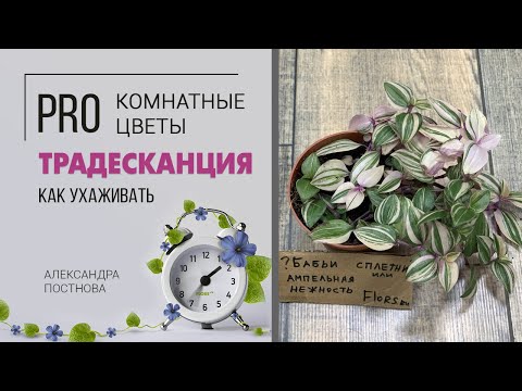 Видео: Trascantia zebrina цэцэглэдэг үү?