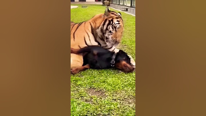 Tigers Friendship with Dog #tiger #lion #animals #cute #love #funny #trending