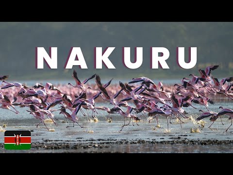 Lake Nakuru National Park Kenya Safari Experience : Unforgettable Wildlife Encounters