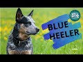 Blue Heeler  - Guide for Australian Cattle Dog Owners の動画、YouTube動画。