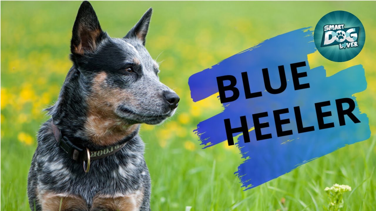 blue heeler show dog