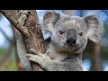 Gaming For Koalas - Emergency Charity Stream Marathon!