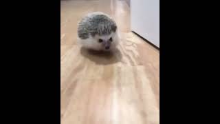 🦔 Epic Cute Hedgehog Running | screenshot 5