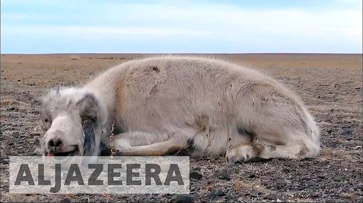 Rare wild antelope facing extinction in Mongolia - DayDayNews