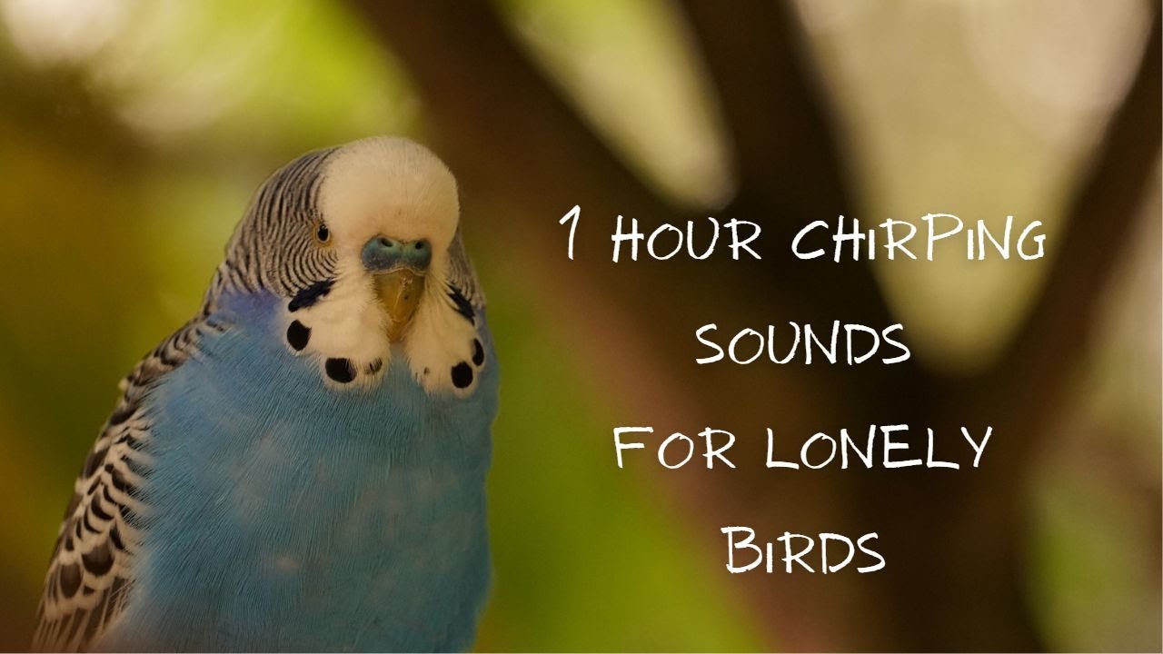 1 Hour Lovebirds Sounds Relaxation For Lonely Birds YouTube
