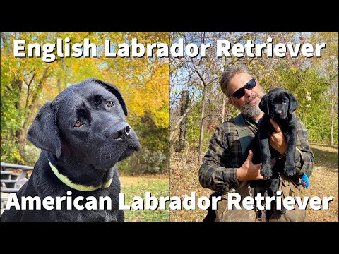 English Labrador Retriever | Purchasing & Training Considerations