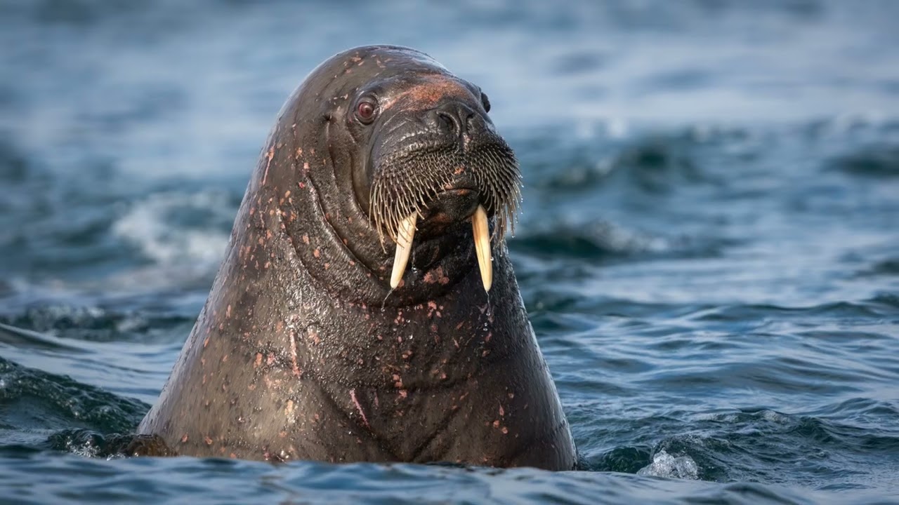 ⁣Fram Svalbard July 21-August 2nd 2026