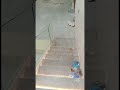 Amazing automatic stairlights stairlightcontroller shorts automationdude