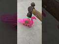 Remote control wow super peacock lovely toy