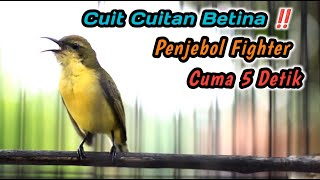 Download Lagu SOGON BETINA CUIT CUIT MEMANGGIL JANTAN BIKIN EMOSI‼️HITUNGAN DETIK PASTI SOGONMU LANGSUNG GACOR MP3